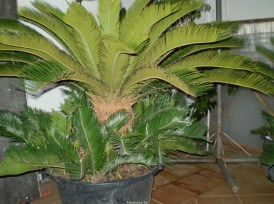 Cycas revoluta